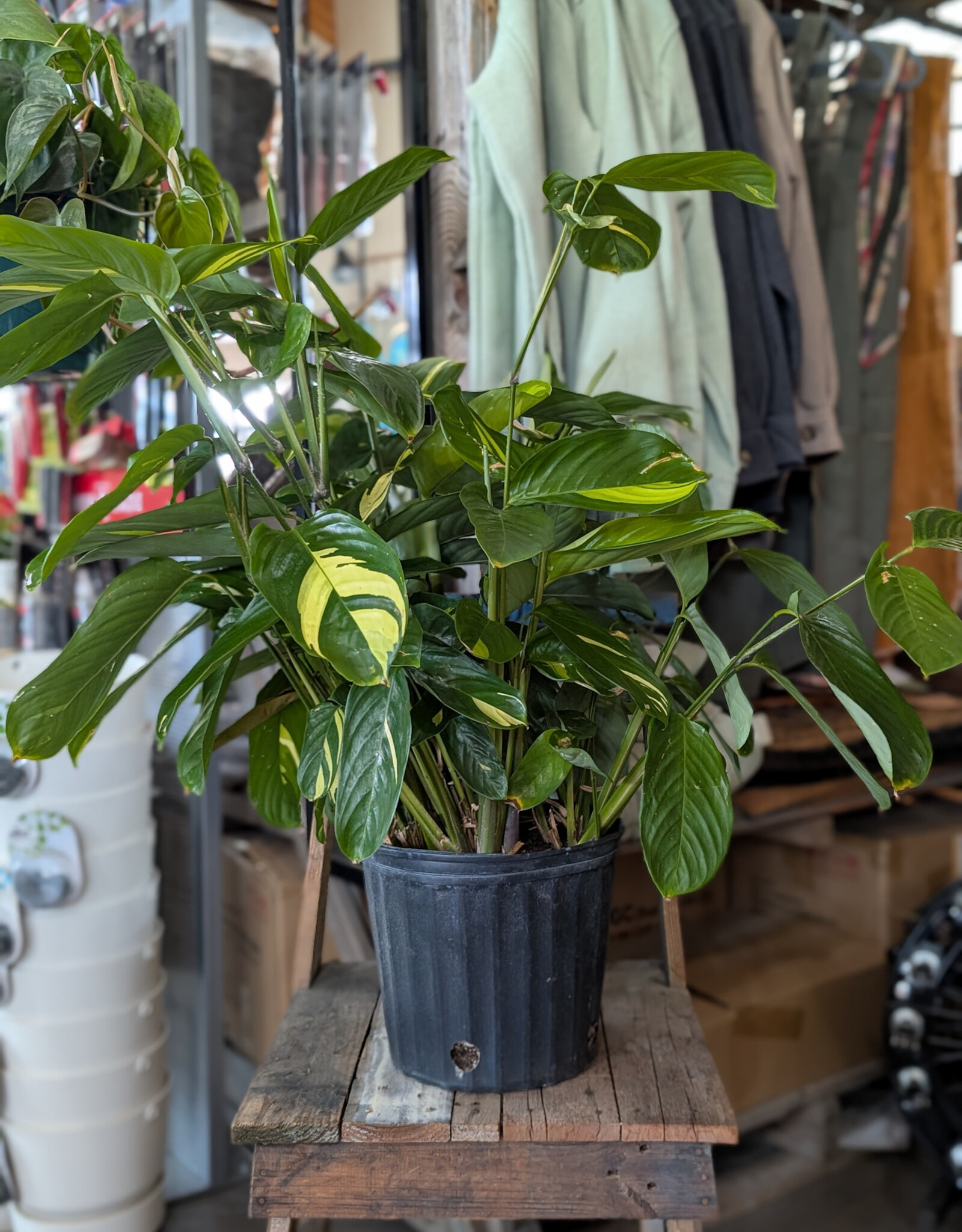 Ctenanthe lubbersiana 10inch