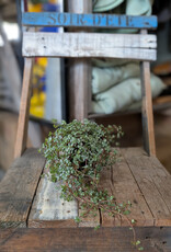 Pilea Glauca Aquamarine 4inch