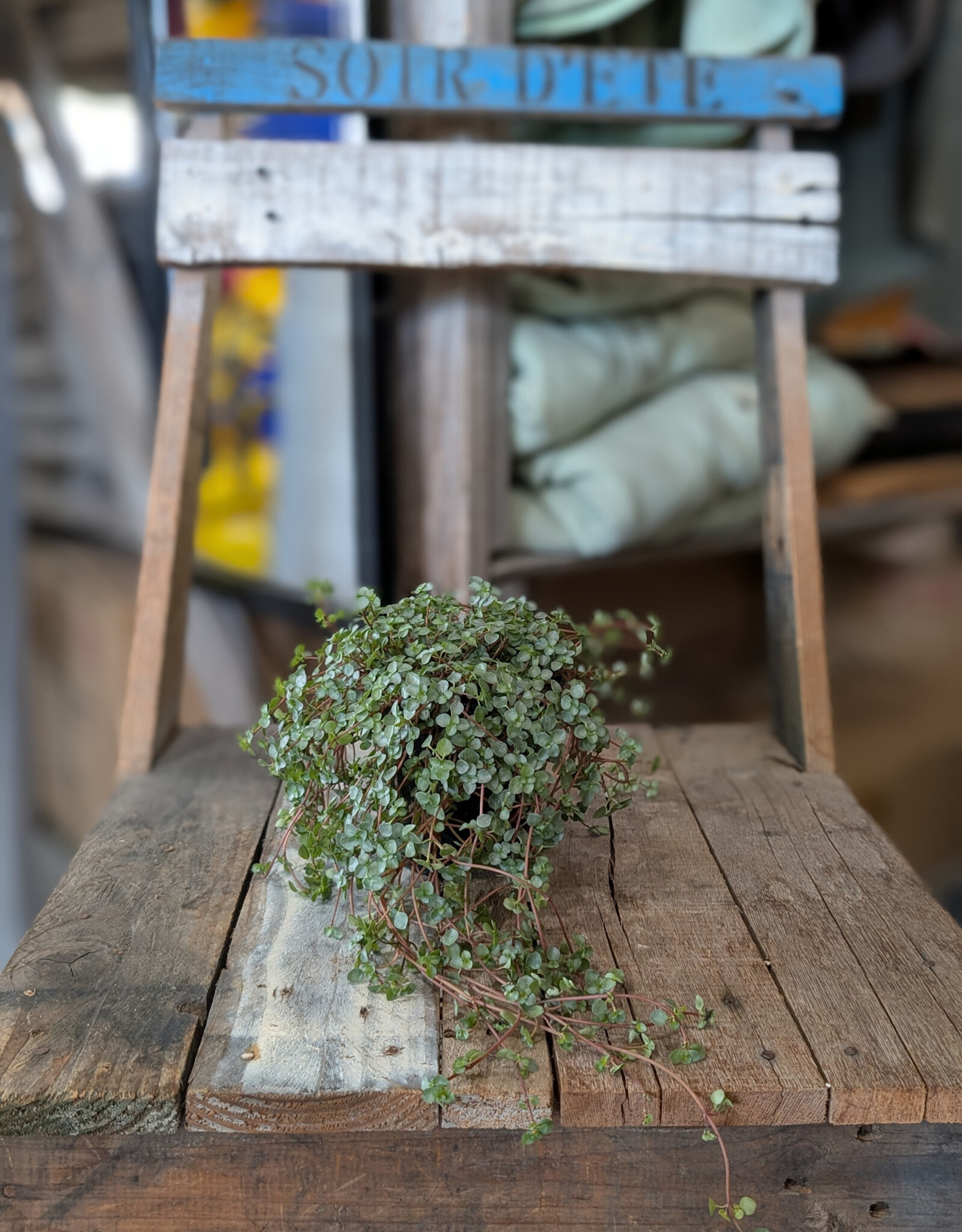 Pilea Glauca Aquamarine 4inch
