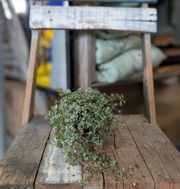 Pilea Glauca Aquamarine 4inch