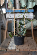 Epipremnum Albo 6inch