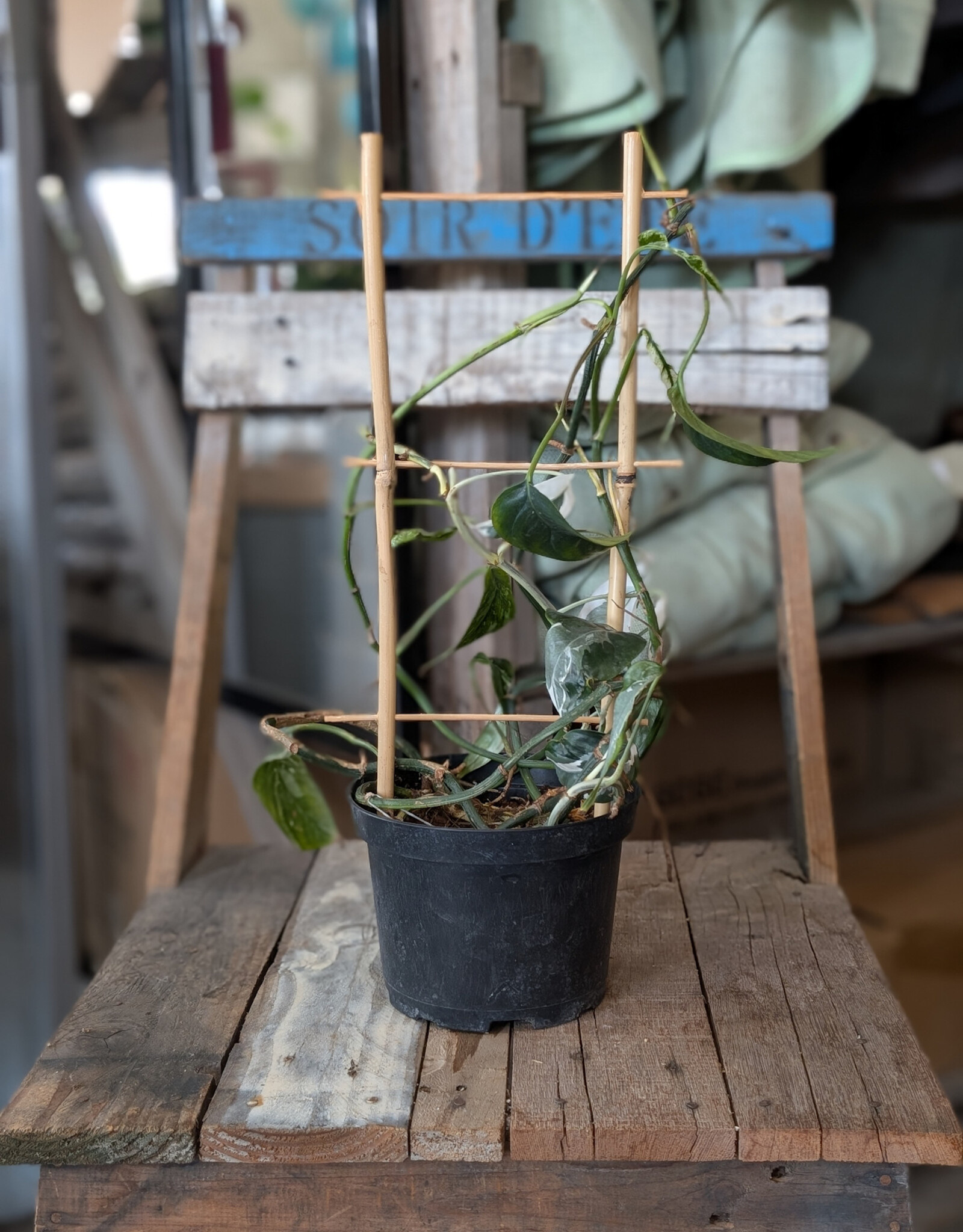 Epipremnum Albo 6inch