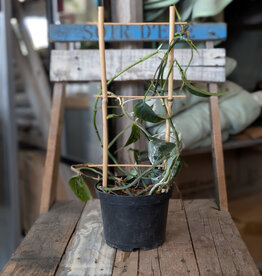 Epipremnum Albo 6inch