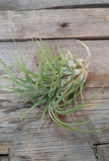 Air Plant Ionantha Rubra Hard Leaf XL 3-4 inch