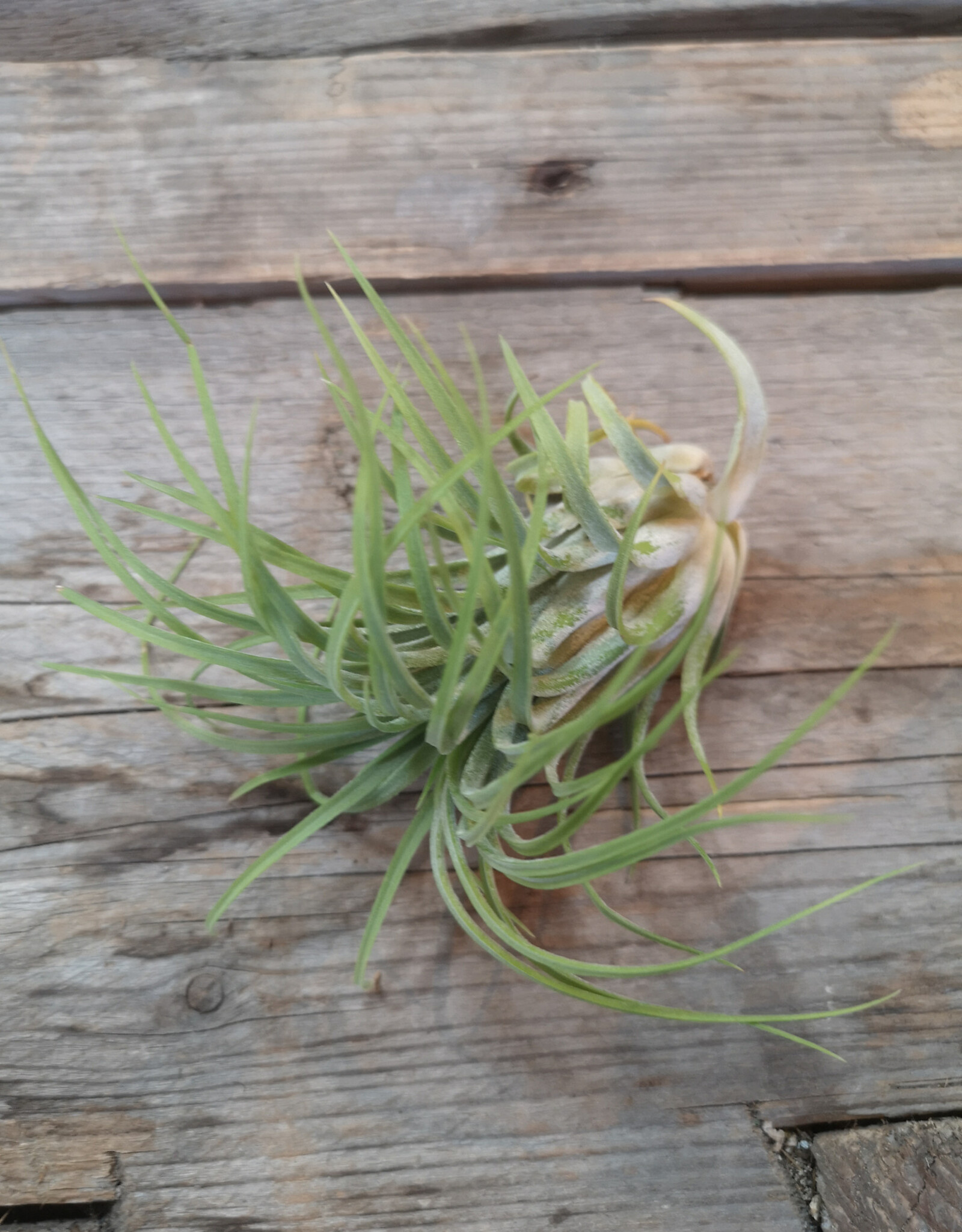 Air Plant Ionantha Rubra Hard Leaf XL 3-4 inch
