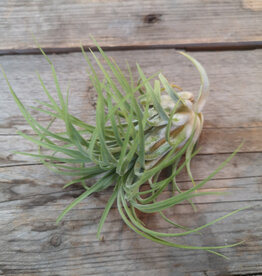 Air Plant Ionantha Rubra Hard Leaf XL 3-4 inch