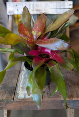 Bromeliad Neoregellia 6 inch