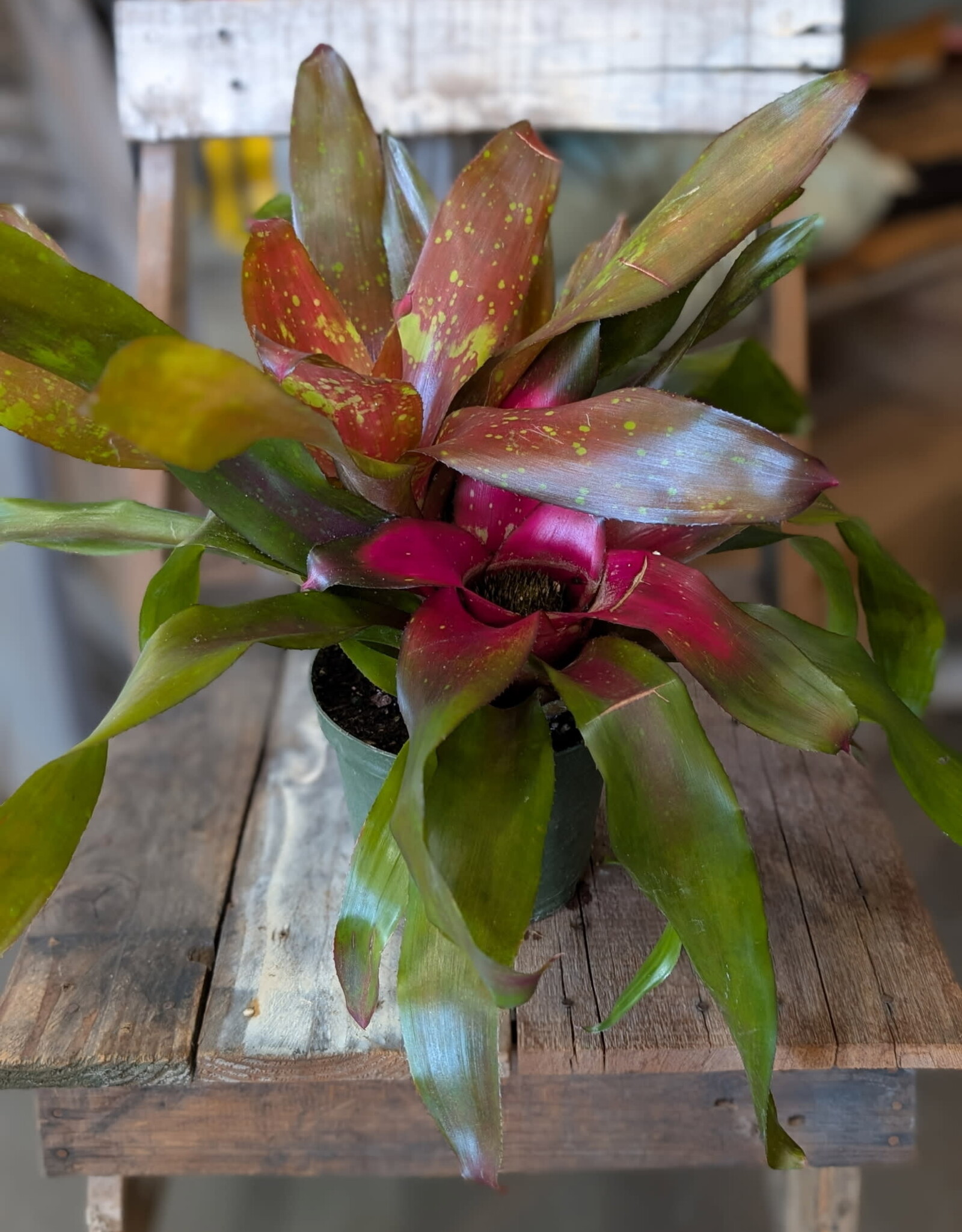 Bromeliad Neoregellia 6 inch