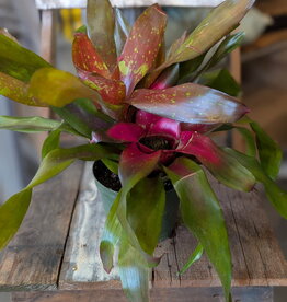 Bromeliad Neoregellia 6 inch