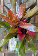 Bromeliad Neoregellia 6 inch