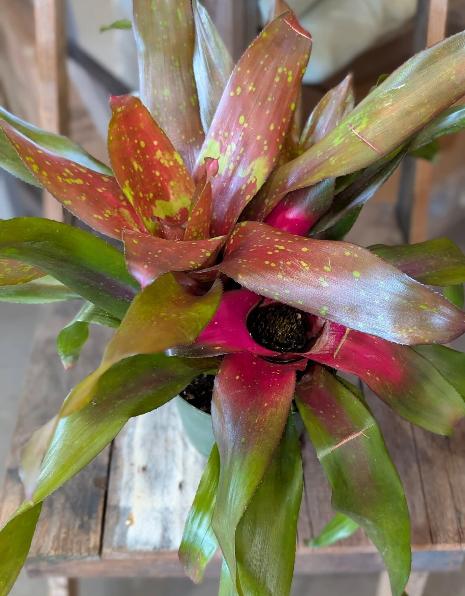 Bromeliad Neoregellia 6 inch