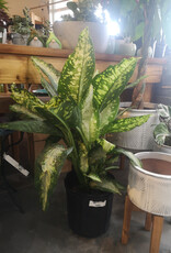 Dieffenbachia 10inch