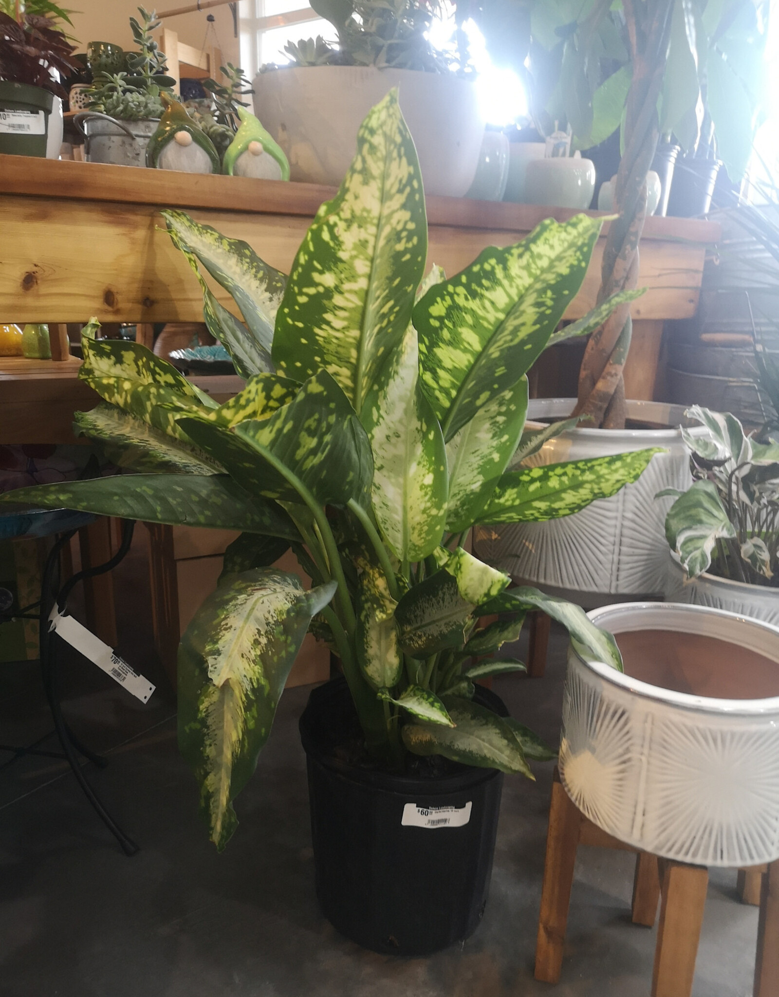 Dieffenbachia 10inch