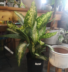 Dieffenbachia 10inch
