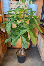 Money Tree Braid - Pachira 10inch