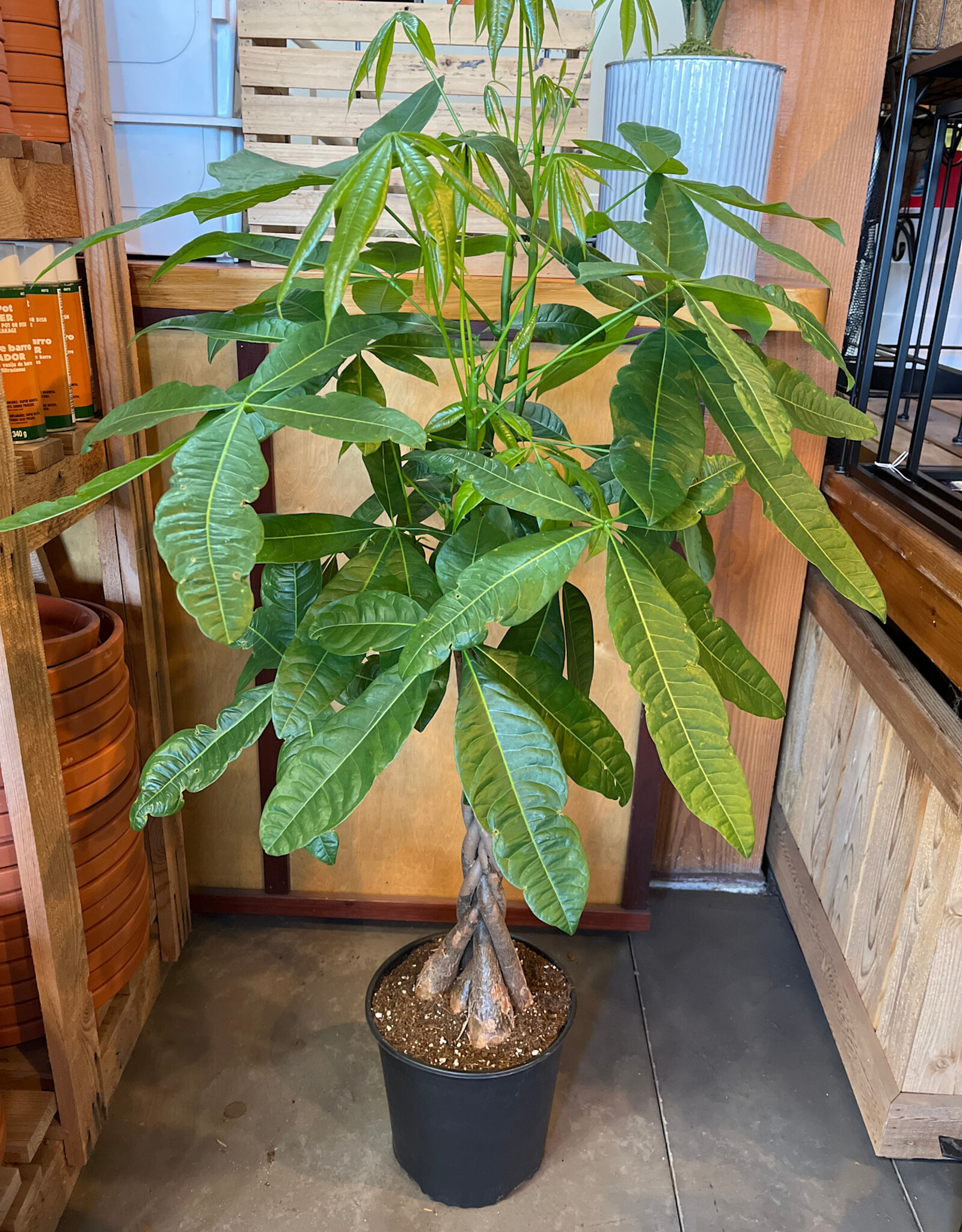 Money Tree Braid - Pachira 10inch
