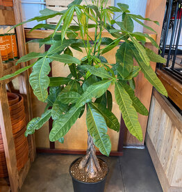 Money Tree Braid - Pachira 10inch