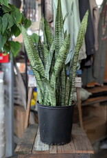 Snake Plant 10inch