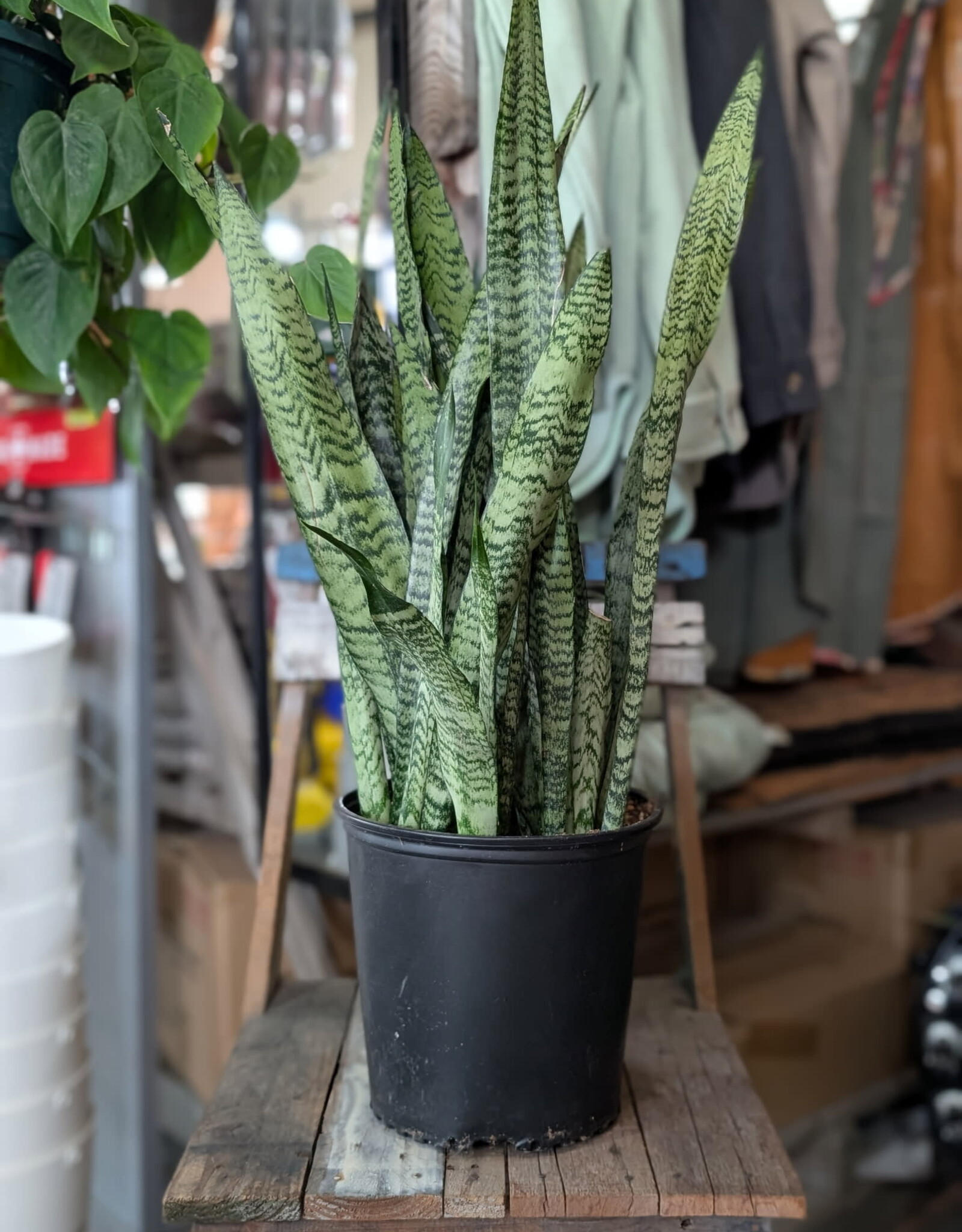 Snake Plant 10inch