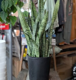 Snake Plant 10inch