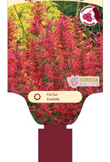 Agastache - Licorice Mint - Kudos Coral 1 gal