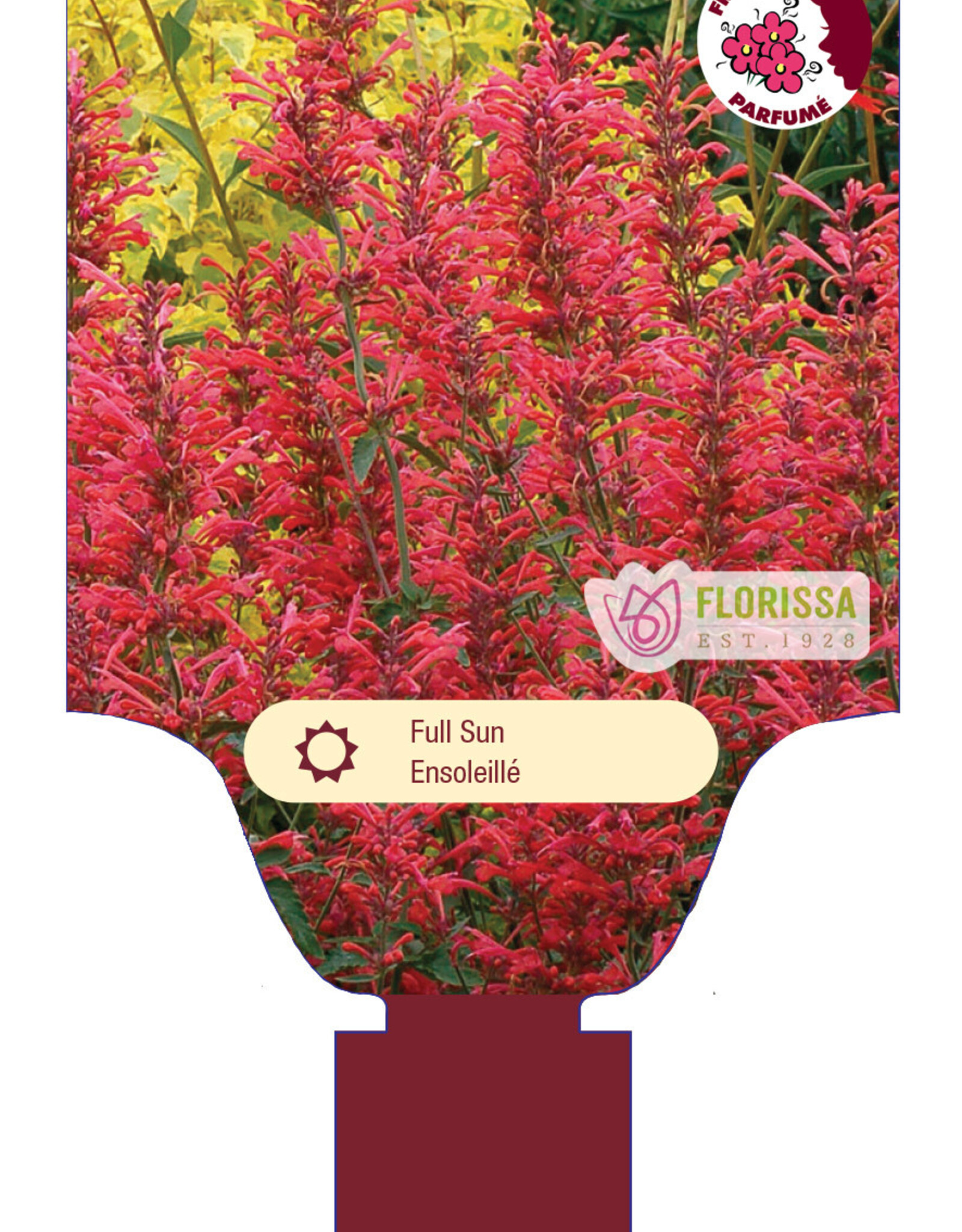 Agastache - Licorice Mint - Kudos Coral 1 gal