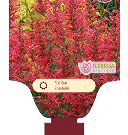 Agastache - Licorice Mint - Kudos Coral 1 gal