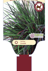Andropogon Black Hawk 1gal
