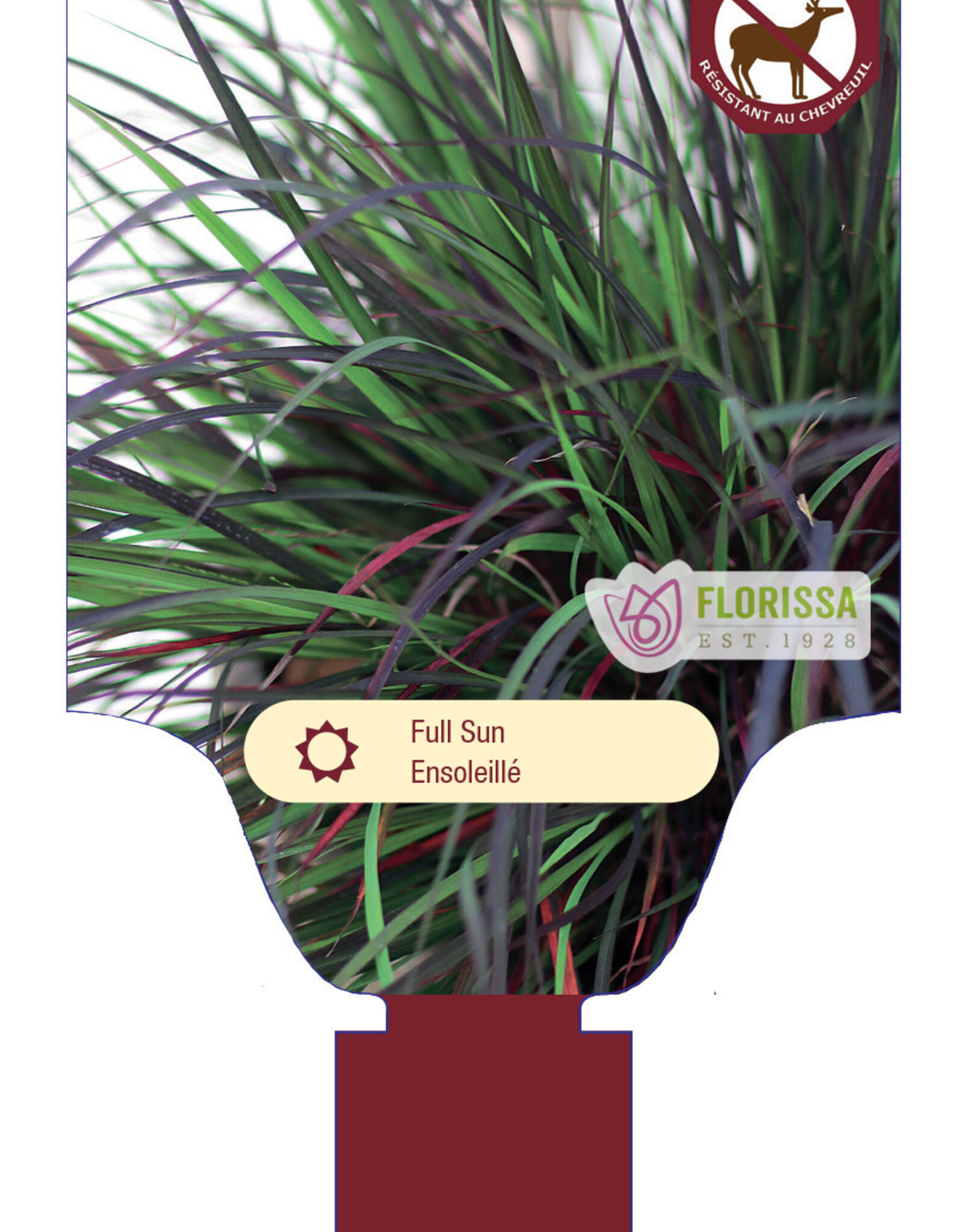 Andropogon Black Hawk 1gal