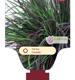 Andropogon Black Hawk 1gal
