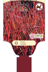 Andropogon Red October 1gal