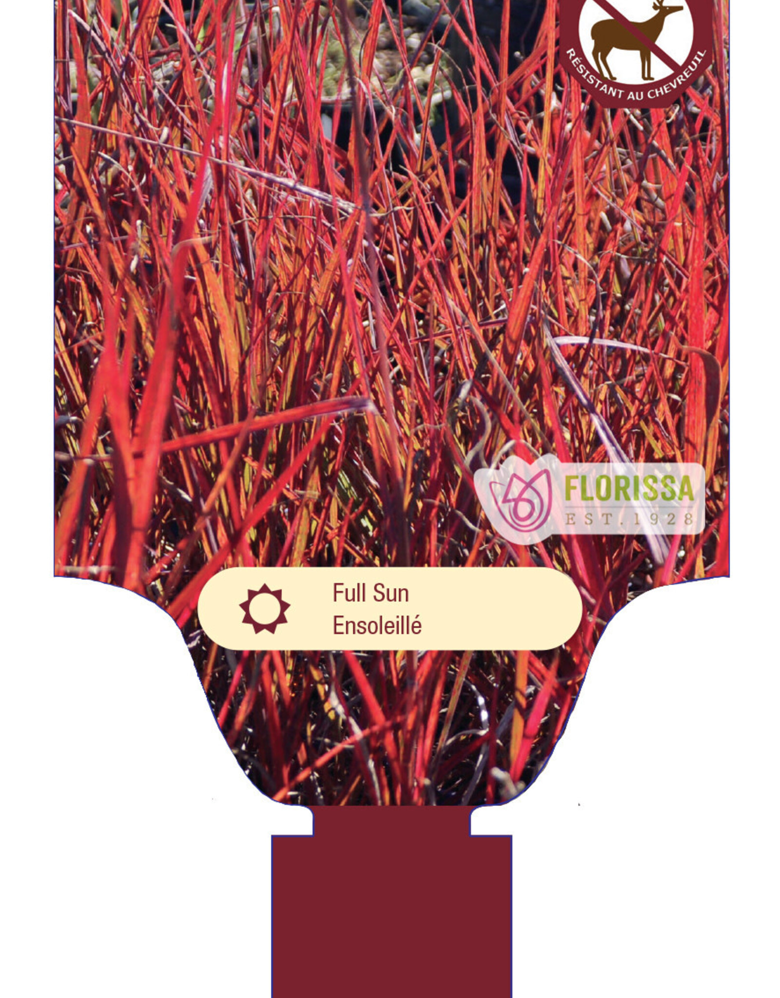 Andropogon Red October 1gal