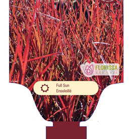 Andropogon Red October 1gal
