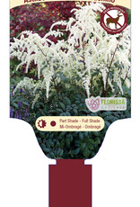 Astilbe Moccachino 1gal