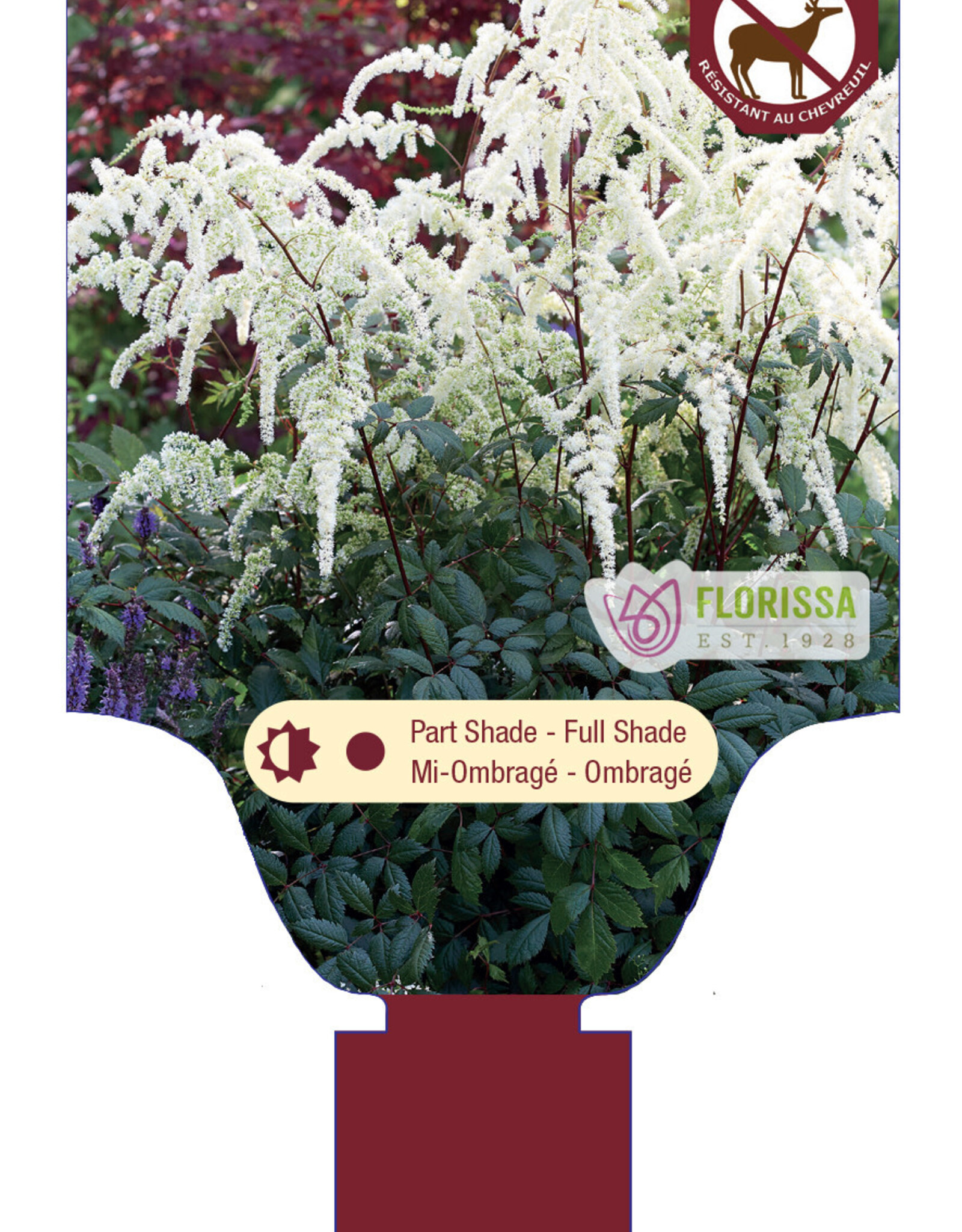 Astilbe Moccachino 1gal