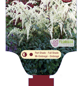 Astilbe Moccachino 1gal