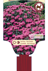 Bee Balm - Monarda - Marshall's Delight 1gal