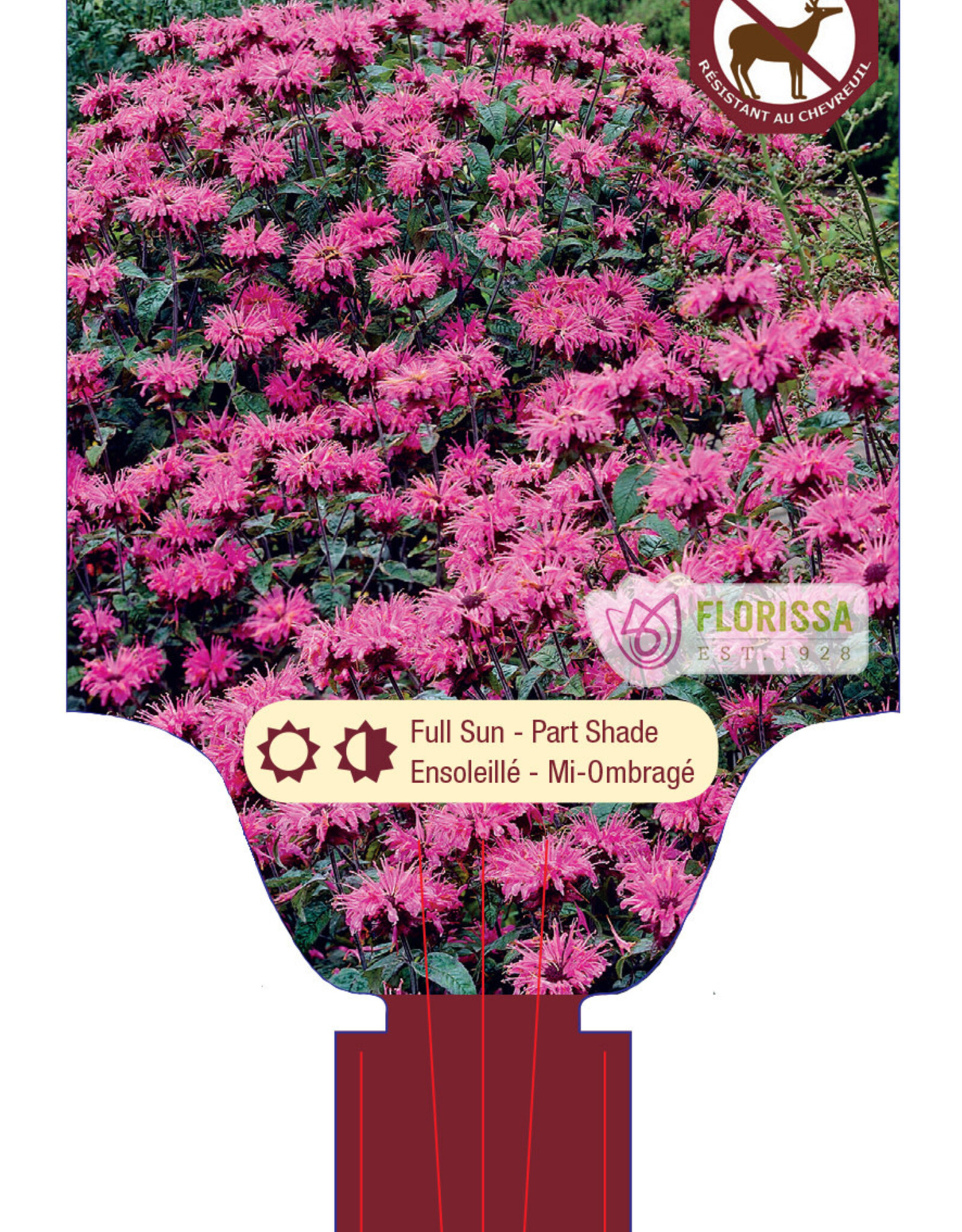 Bee Balm - Monarda - Marshall's Delight 1gal