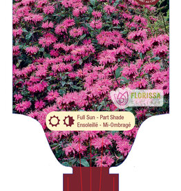 Bee Balm - Monarda - Marshall's Delight 1gal