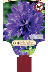 Bellflower - Campanula - Superba 1gal