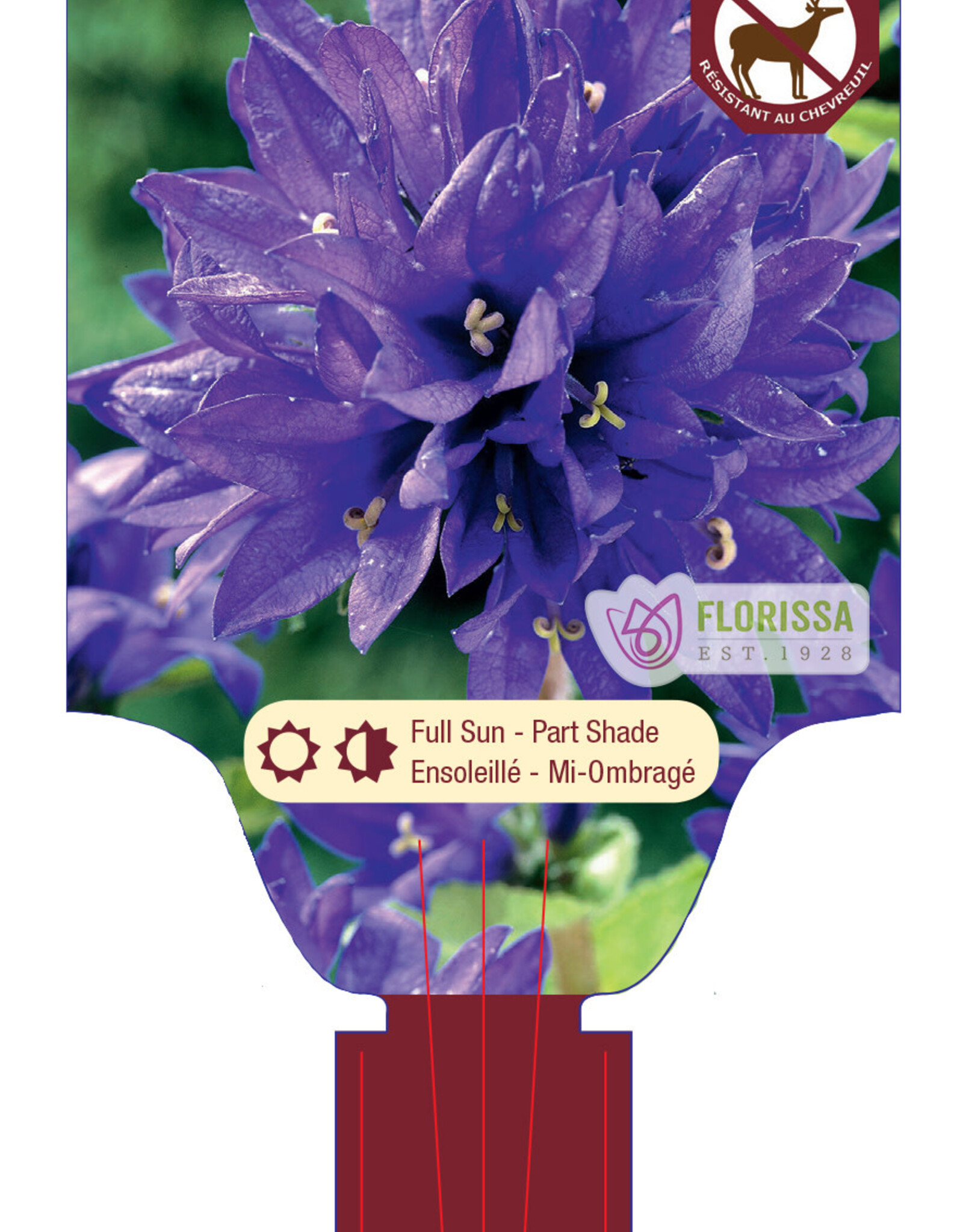 Bellflower - Campanula - Superba 1gal