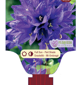 Bellflower - Campanula - Superba 1gal