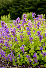 Catmint - Nepeta - Chartreuse on the Loose 1gal