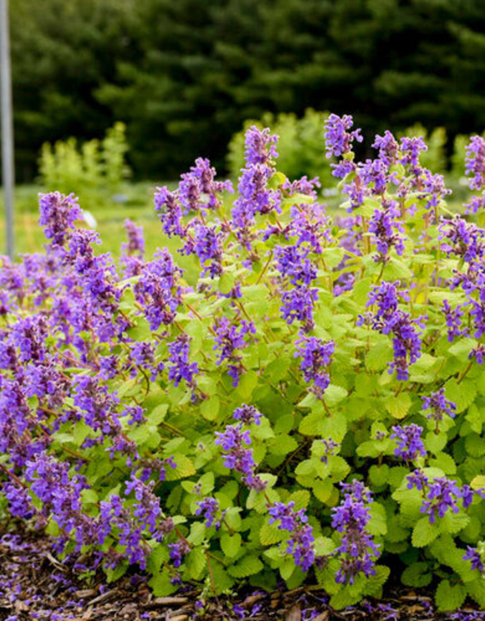 Catmint - Nepeta - Chartreuse on the Loose 1gal