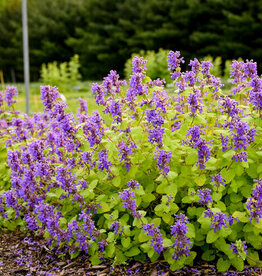 Catmint - Nepeta - Chartreuse on the Loose 1gal