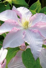 Clematis - Vancouver Morning Mist Select 3gal