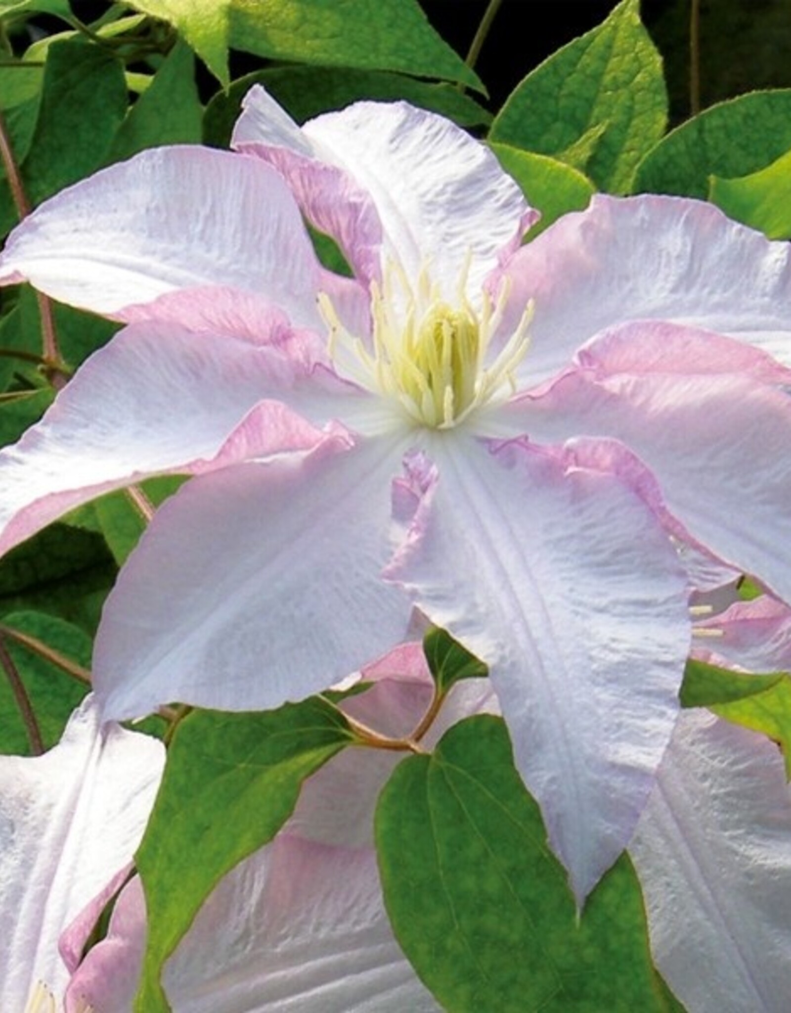 Clematis - Vancouver Morning Mist Select 3gal