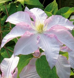 Clematis - Vancouver Morning Mist Select 3gal