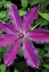 Clematis Barbara Dibley 3gal
