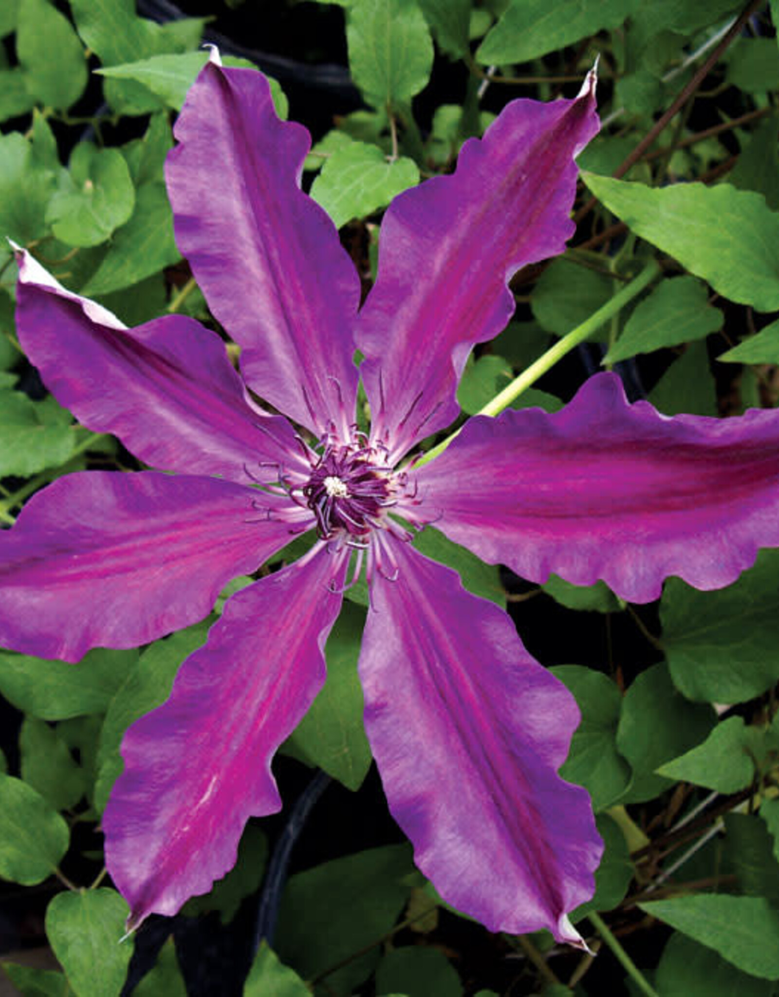 Clematis Barbara Dibley 3gal